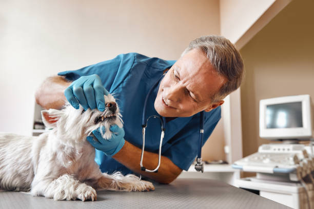 Best Emergency Dental Surgery in Pardeeville, WI